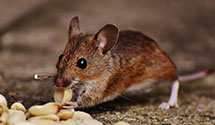 24 Hour & Emergency Exterminators in Meridian Lake, CO
